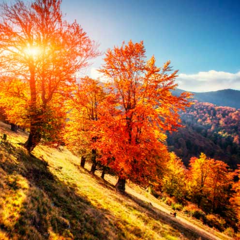 automne