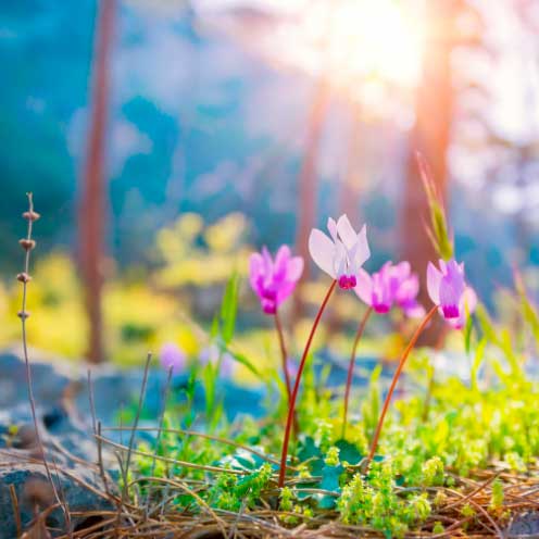 printemps